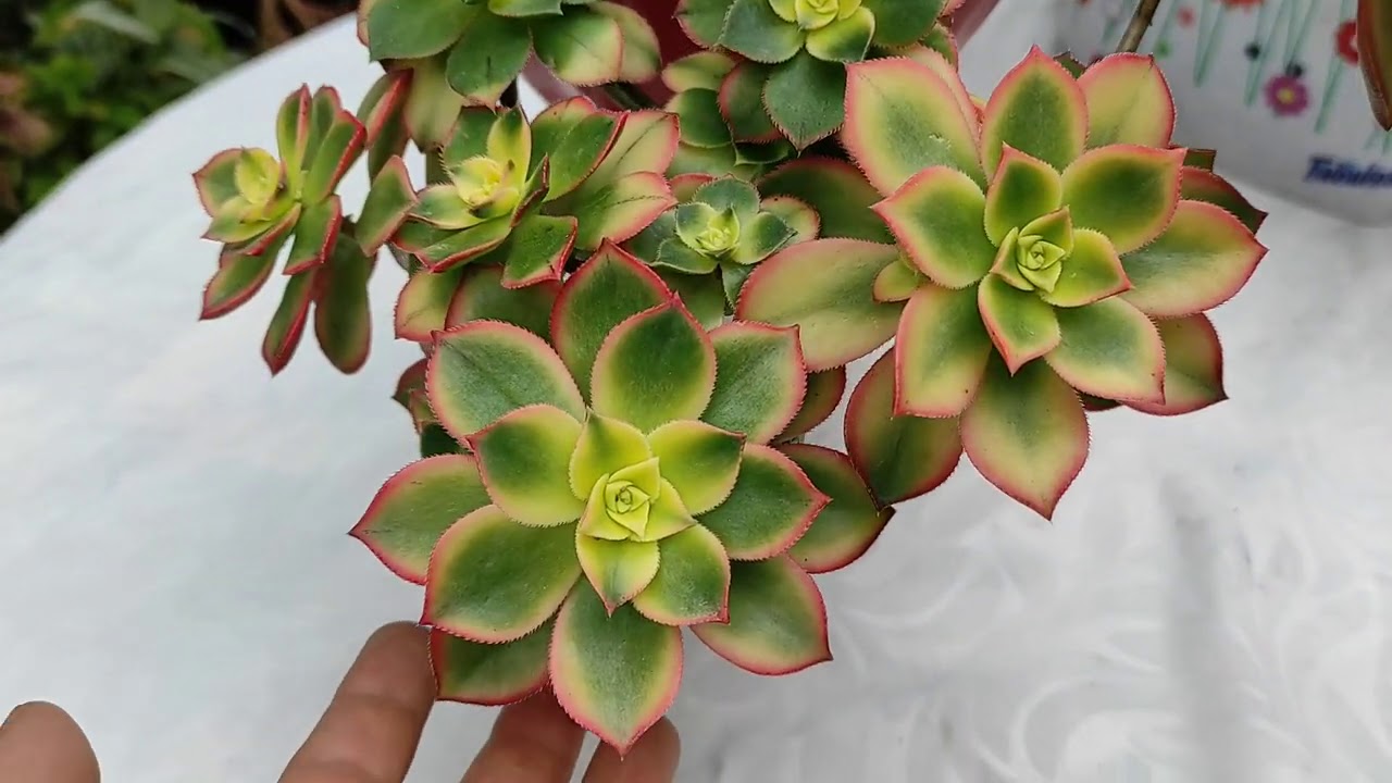 Mi aeonium Kiwi, casi un a&ntilde;o conmigo, c&oacute;mo lo cuido?