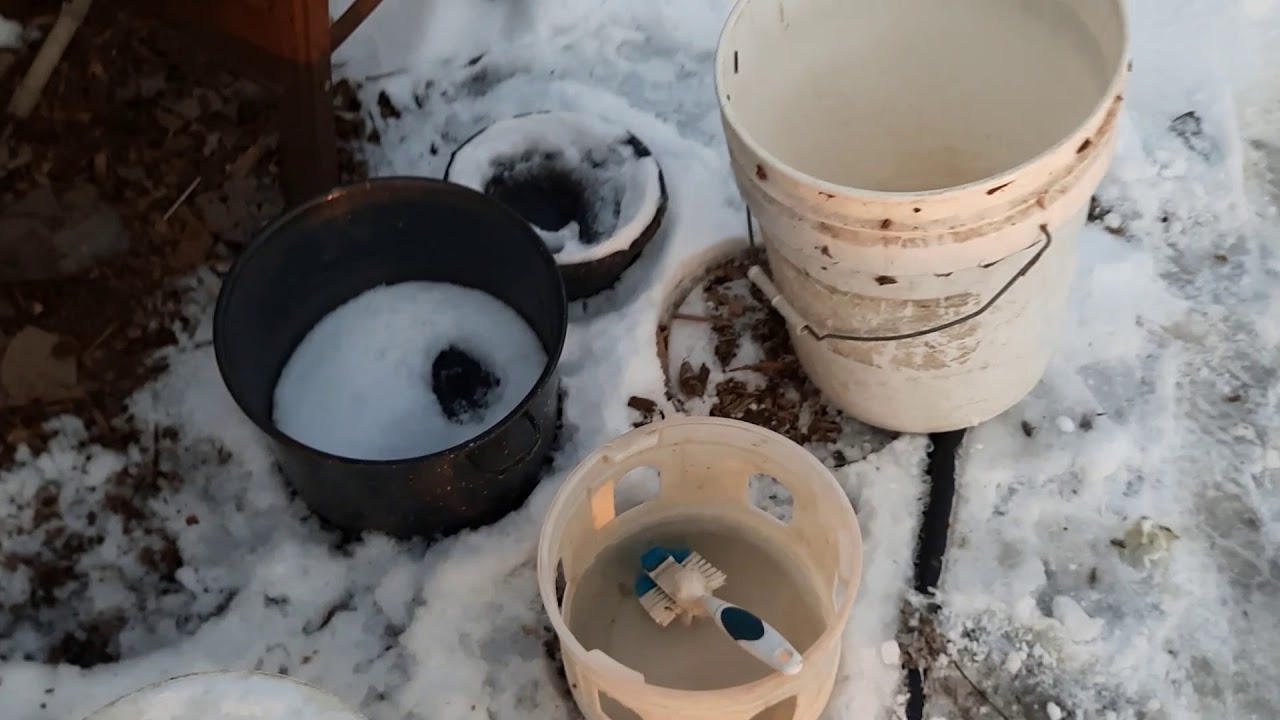Watering My Pigeons In Winter