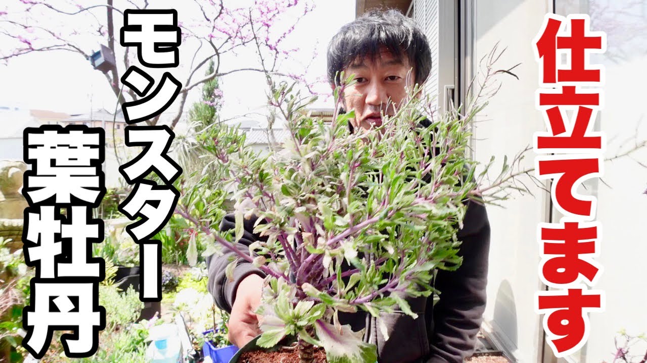 伸びた葉牡丹は絶対に捨ててはいけません　【園芸超人カーメン君】
