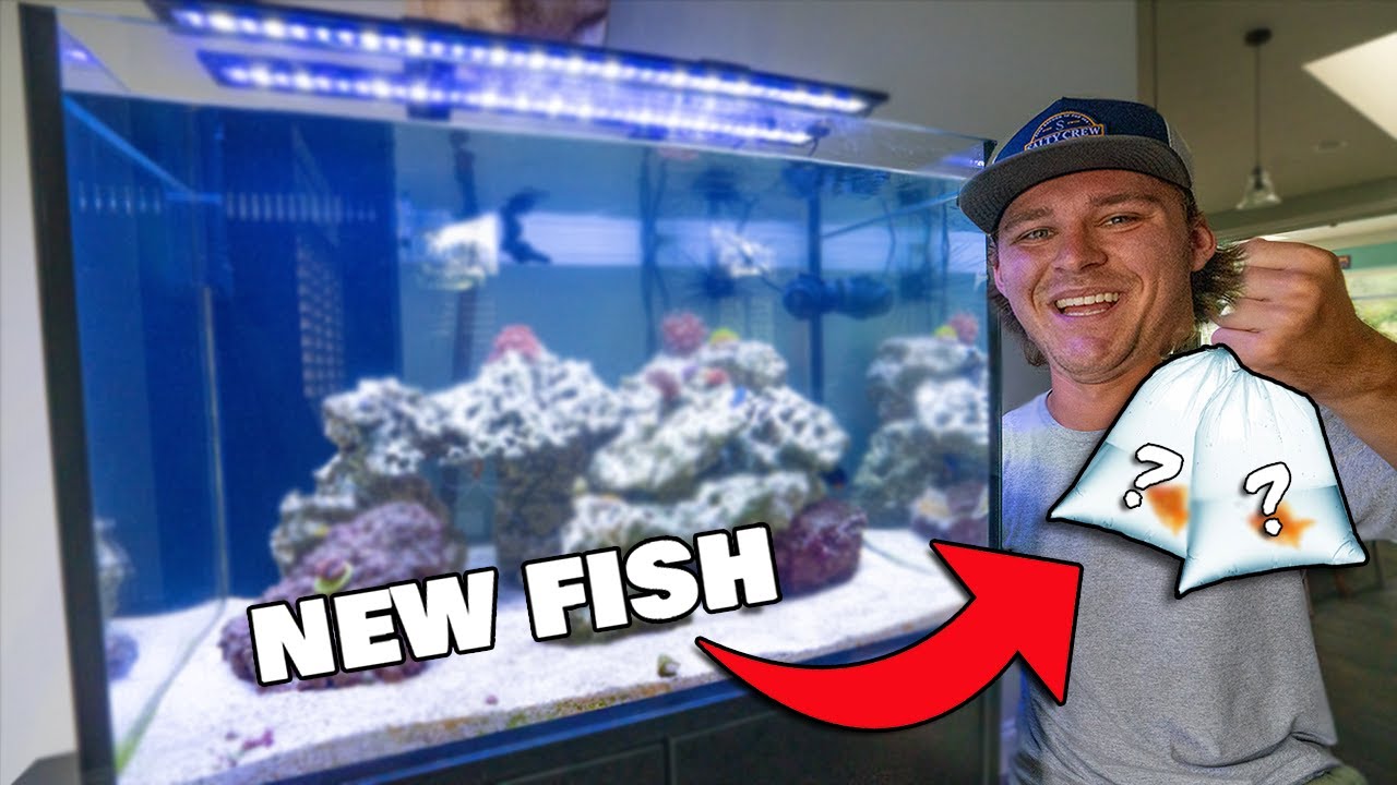 Buying NEW FISH for My SALTWATER Aquarium!!