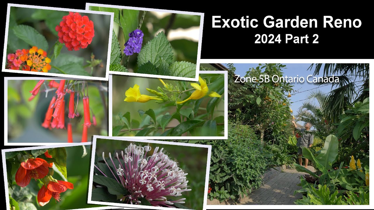 Exotic Garden Reno Update 2024, Zone 5B Ontario Canada