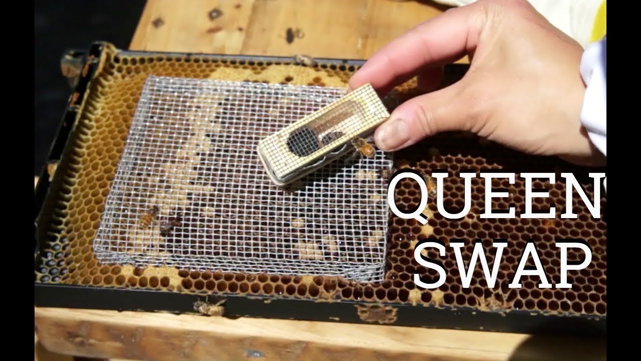Swapping Queens Using a Push-In Cage | S3 E7