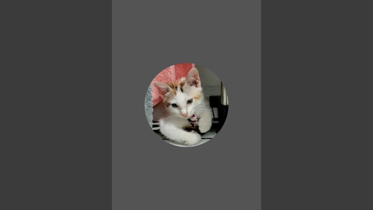 themeow_utih sedang live sekarang!