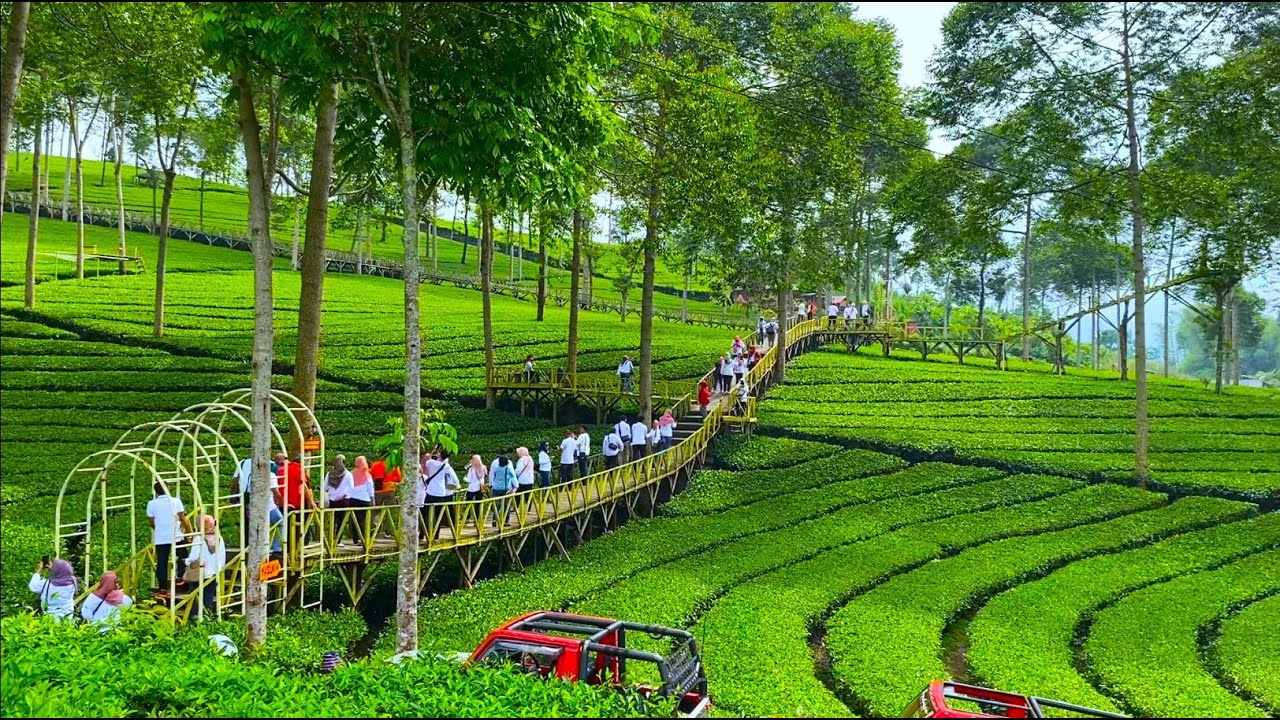KELILING PEDESAAN WONOSOBO MENUJU KEBUN TEH PANAMA