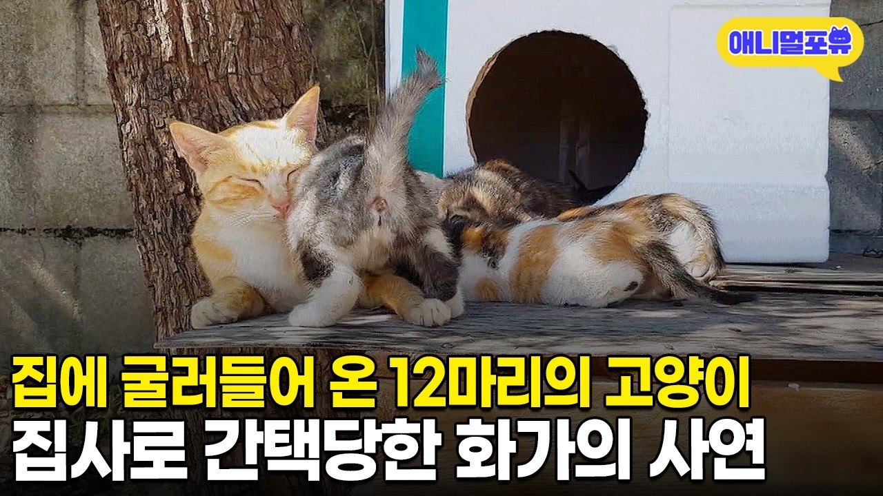 하는 일은 고양이 그림 그리기 퇴근하고 나서는 고양이 수발들기?! 일상이 고양이 그 자체인 화가 아저씨🐱ㅣKBS 동물극장 단짝 KBS 220820 방송