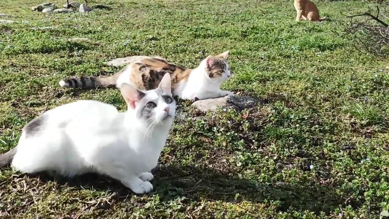 A Passeggio In Un Giardino Frequentato Da Gatti: Venite Con Me!