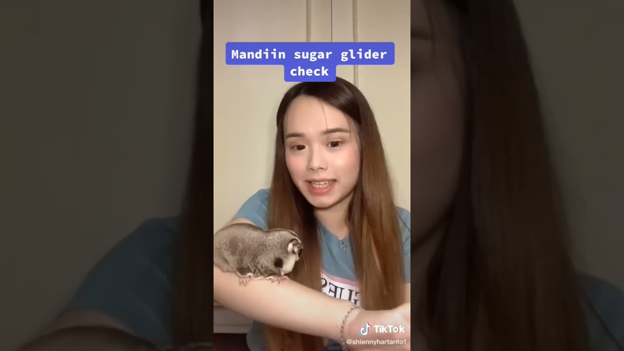 CARA MEMANDIKAN SUGAR GLIDER (SETIAP SUGIE PUNYA CARA YANG BERBEDA² UNTUK MEMANDIKAN)