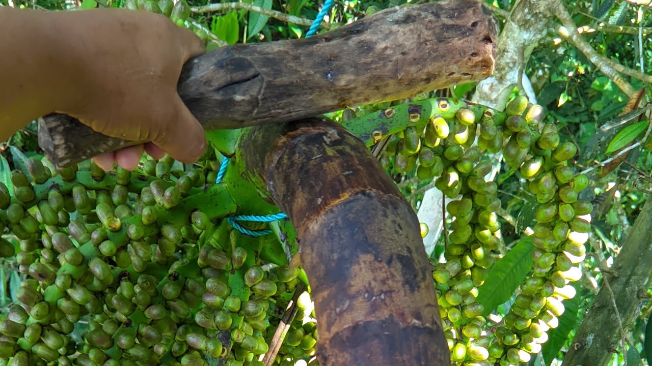 Pembalbalan manggar aren jumbo yang ke DUA || SEMOGA JP....