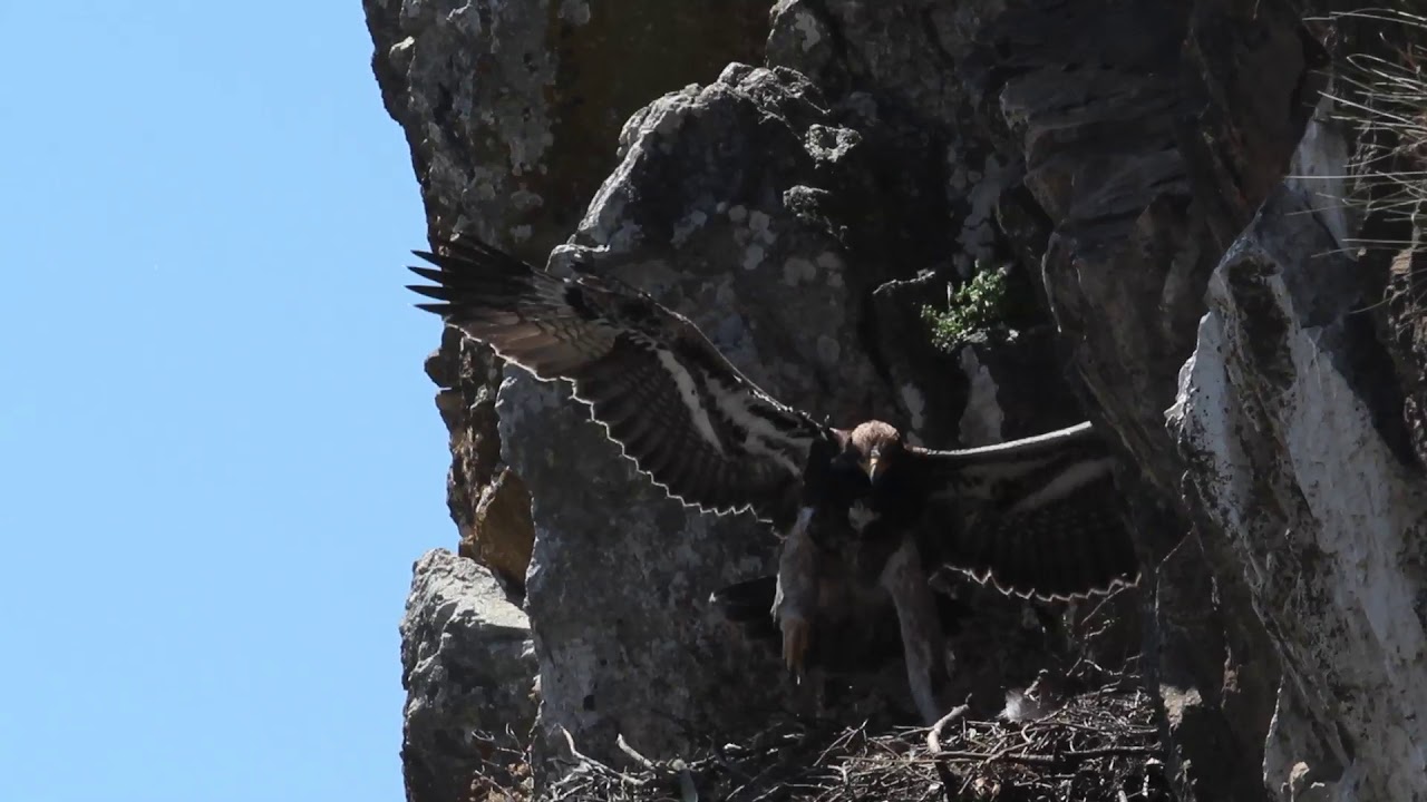 Black Eagle E2 Chick Flight Training