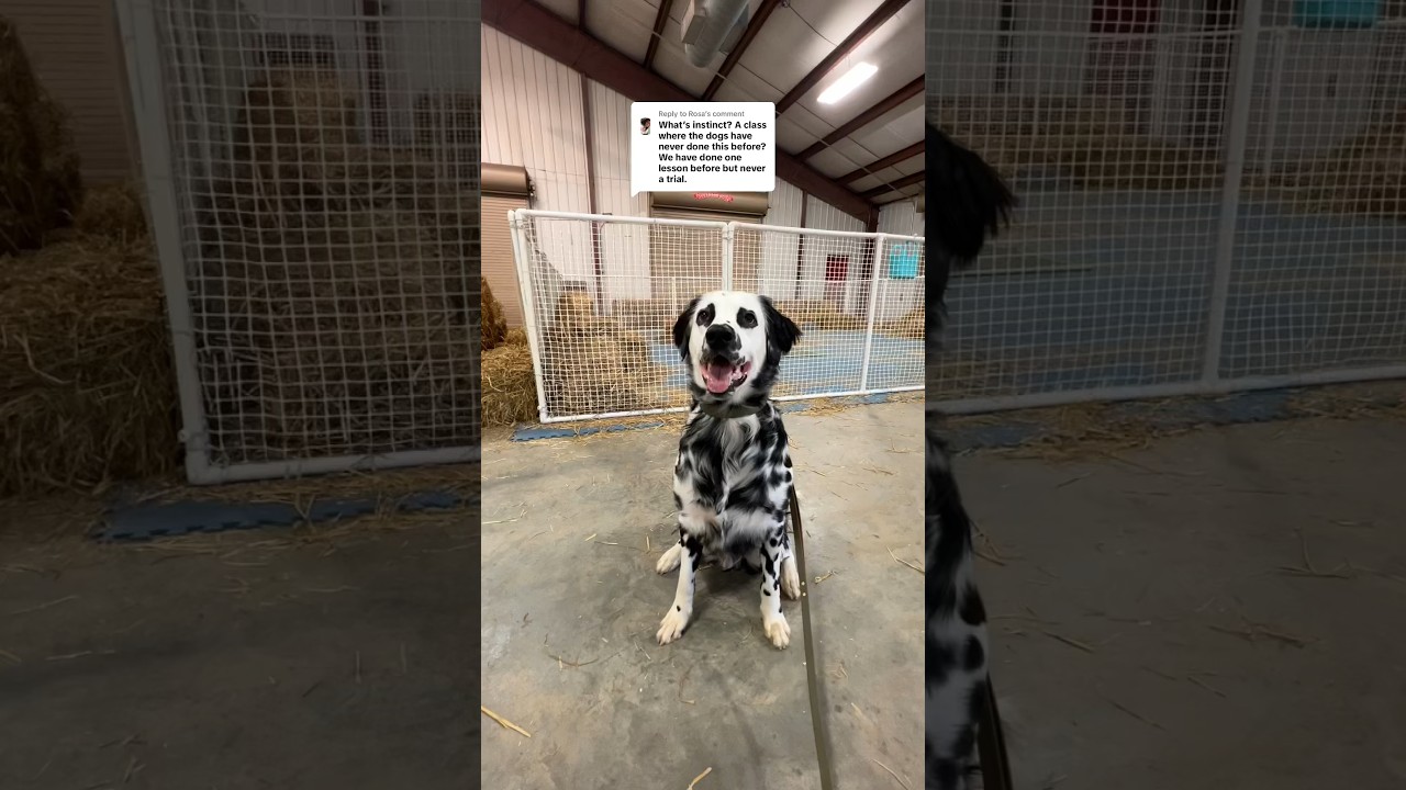 Instinct vs Novice vs Masters barn hunt! #Dog #DogSports