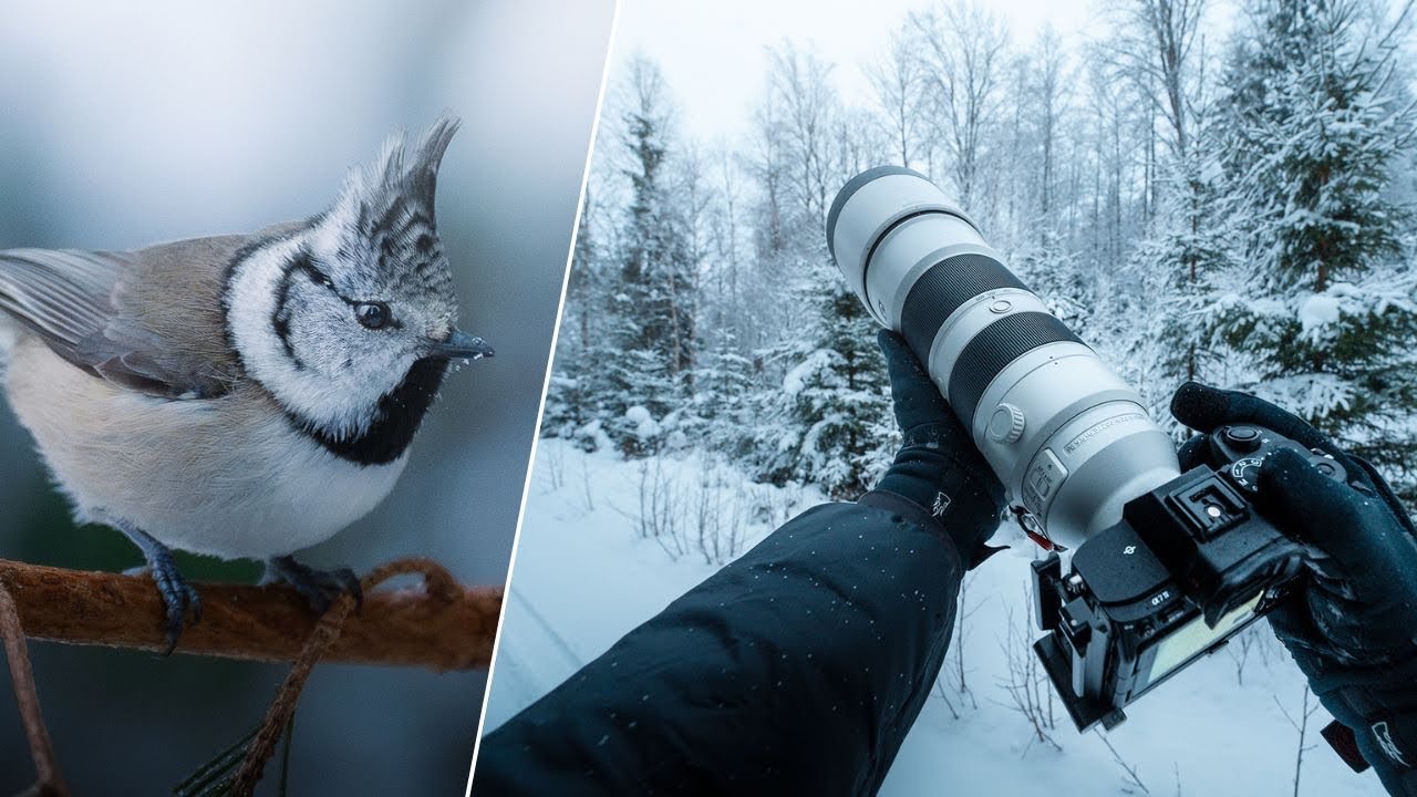 Фотография природы от первого лица — зимние птицы и дикая природа