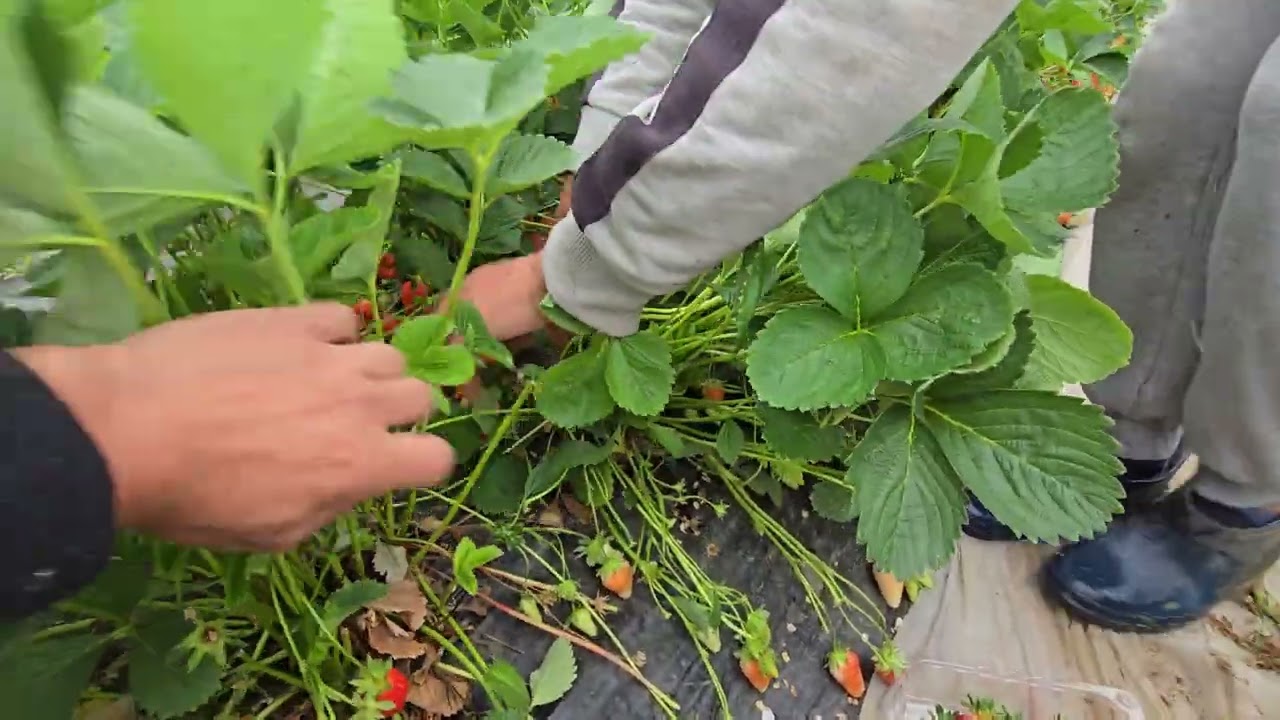 1kg pe planta? ce soi de capsuni avem?
