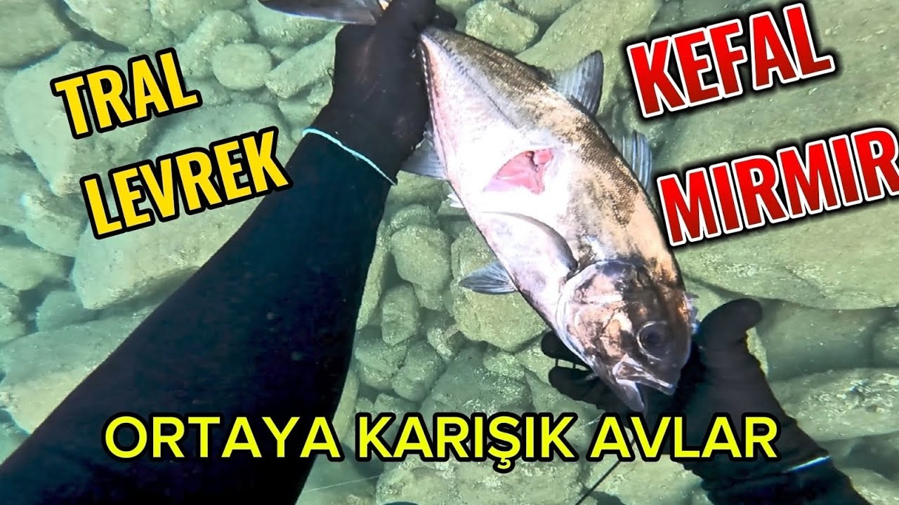Zıpkınla Balık Avları : Ortaya Karışık Av Günlükleri 