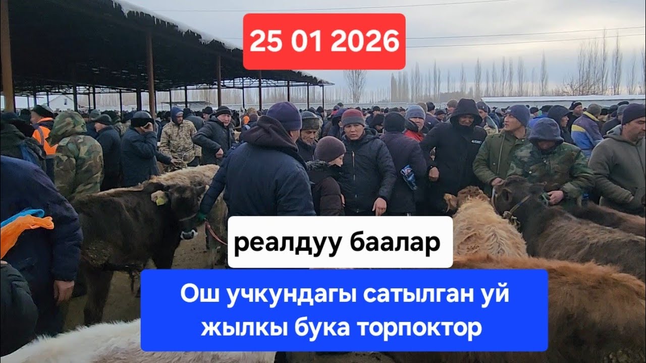 ОШ УЧКУН МАЛ БАЗАР 25 ЯНВАРЬ 2026 ЖЫЛ САТЫЛГАН УЙ ЖЫЛКЫ БУКА ТОРПОКТОР #БАЗАР #ВИДЕО #РЕКОМЕНДАЦИИ 