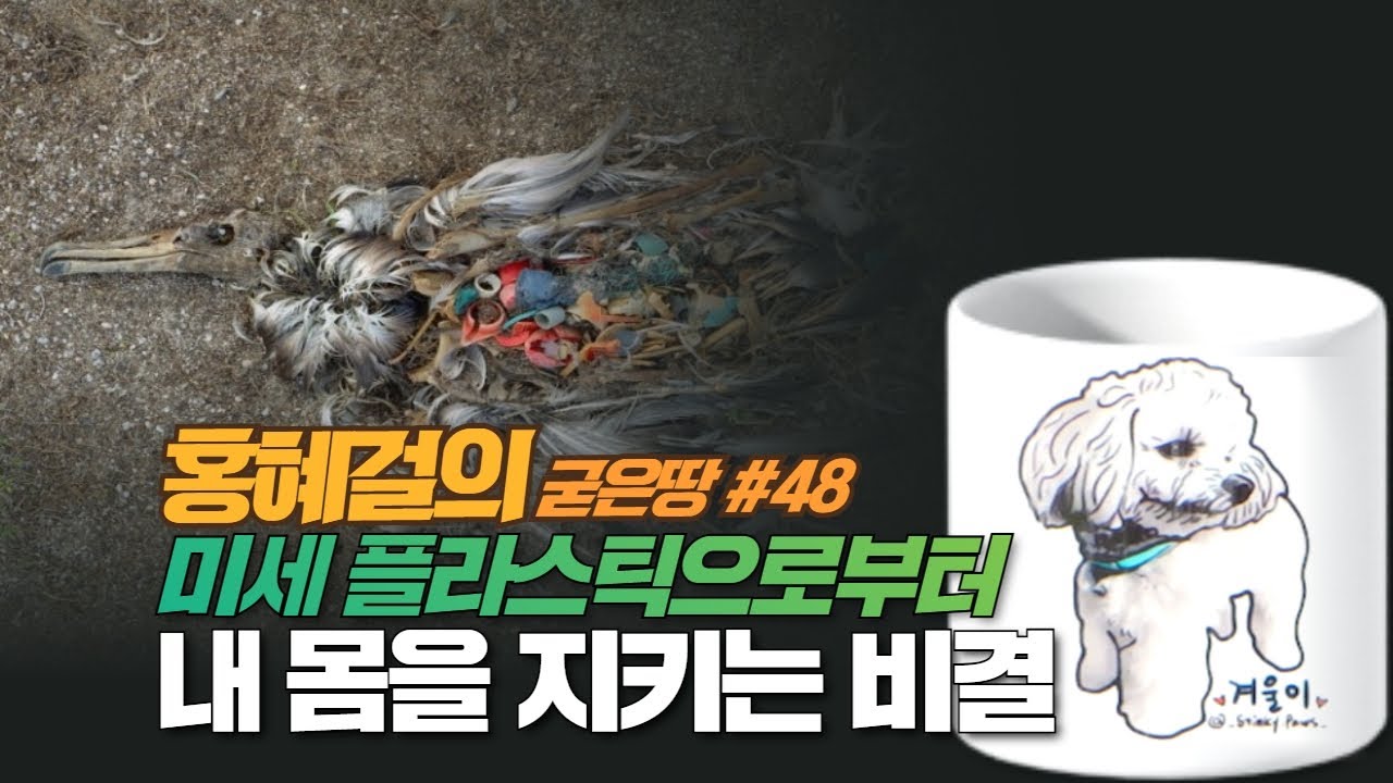홍혜걸의 굳은땅 #48 