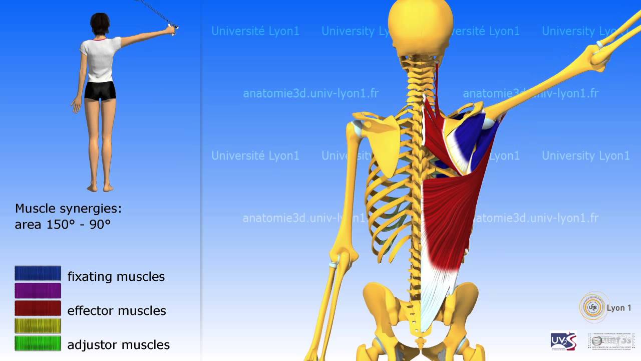 Adduction of the arm