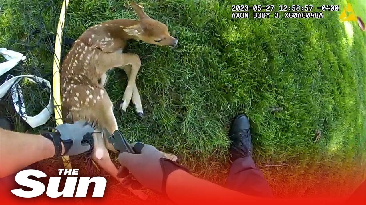 Police come to baby deer's rescue, cutting it free from backyard soccer net