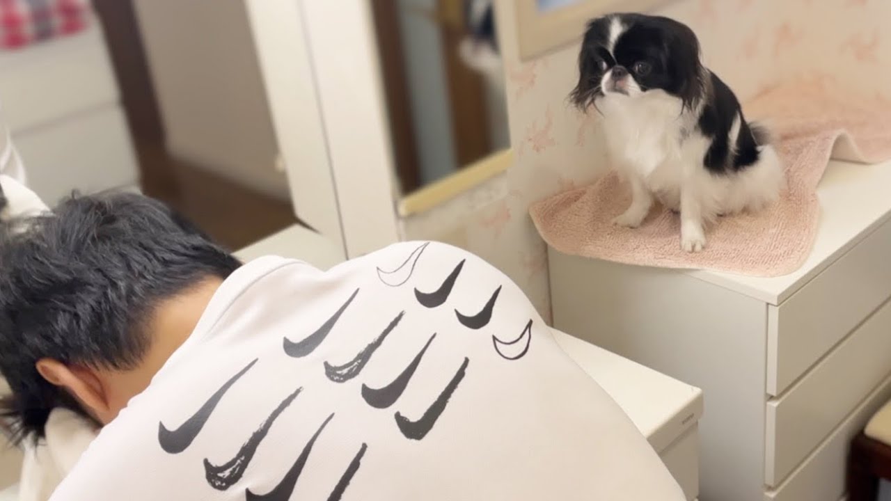 邪魔にならない感じで家中ついてくる犬