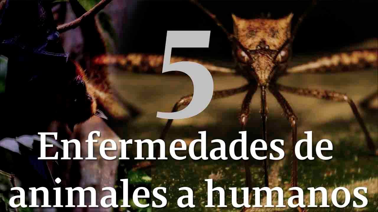 Cinco enfermedades que los animales han transmitido a los humanos