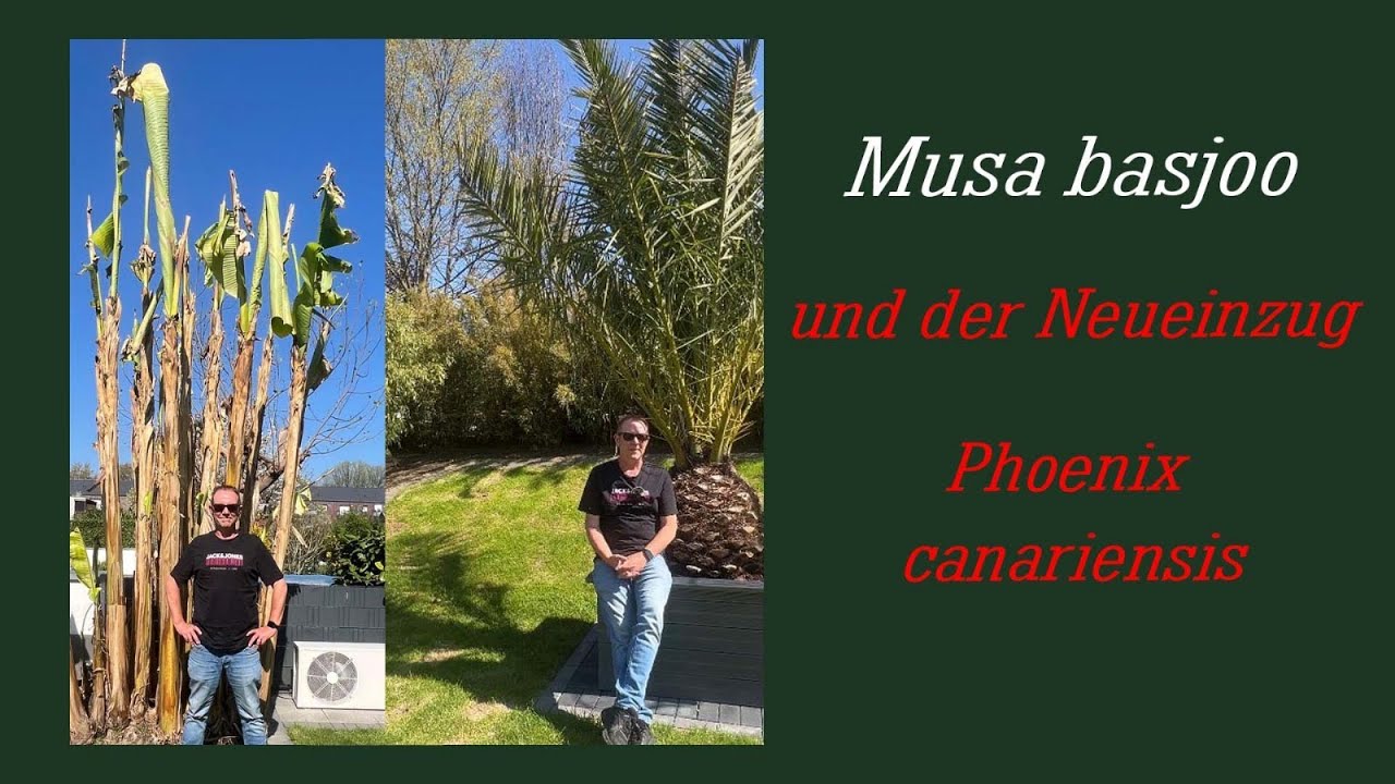 Die Musa Basjoo bekommt einen neuen Nachbar die Phönix Canariensis,