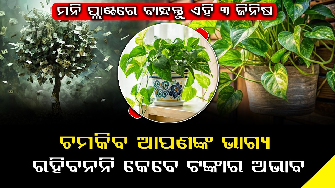 MONEY PLANT TIPS FOR HOME || ଚମକିବ ଆପଣଙ୍କ ଭାଗ୍ୟ ରହିବନି କେବେ ଟଙ୍କାର ଅଭାବ