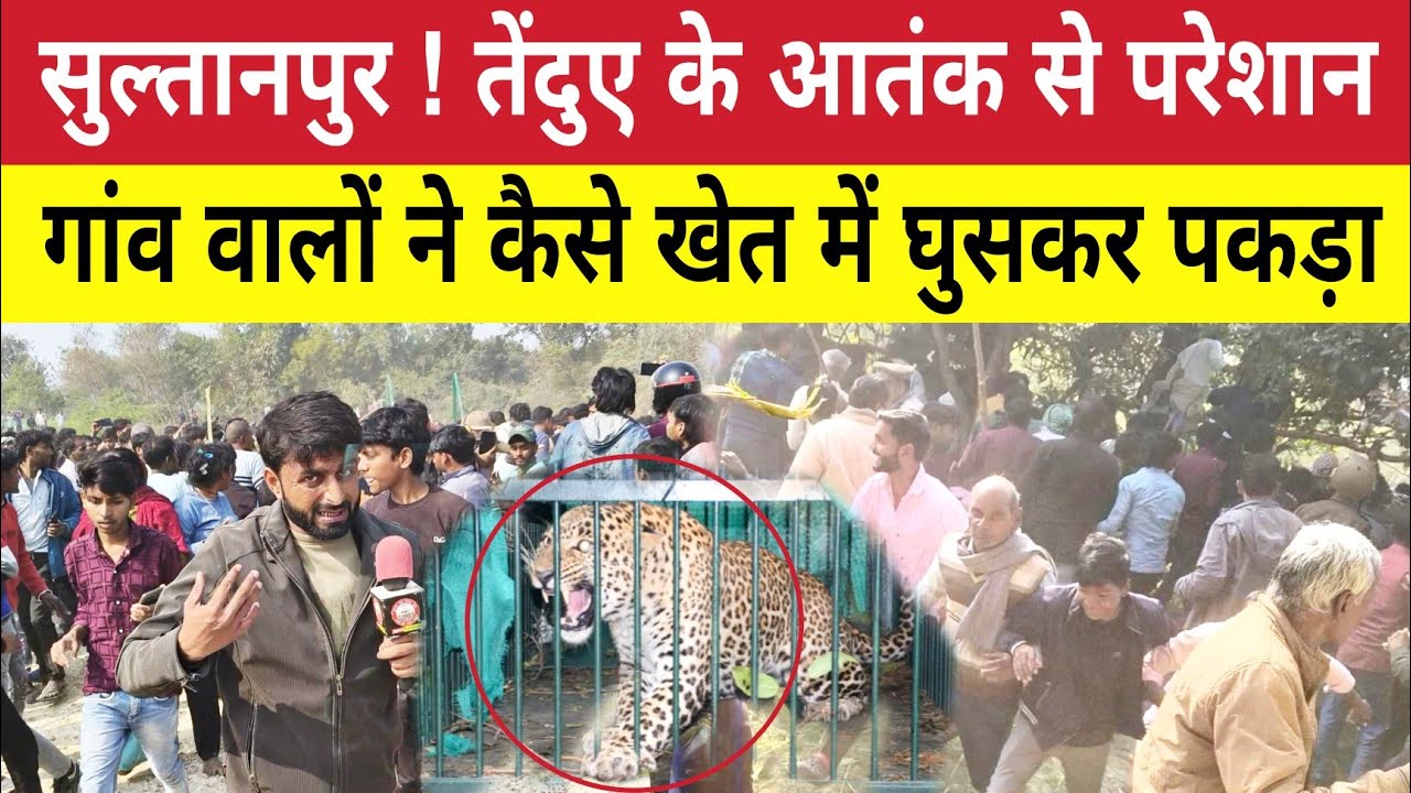 Sultanpur में घुसे तेंदुए को गांव वालों ने खेत में कैसे घुसकर पकड़ा देखकर दंग हो जाएंगे