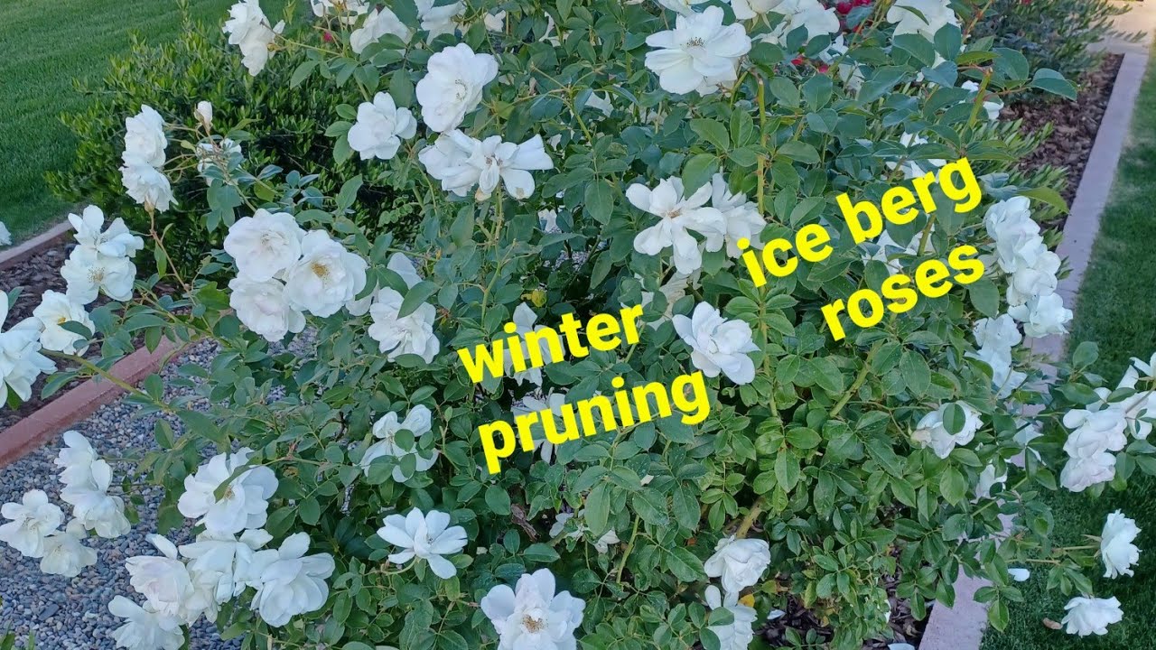 winter/hard pruning ice berg roses defoilating the leaves and trimming back 25%