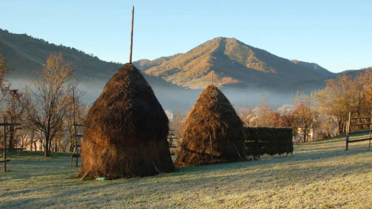 Muzica Maramures - In padure la izvoare - Ion Petreus Todereanu