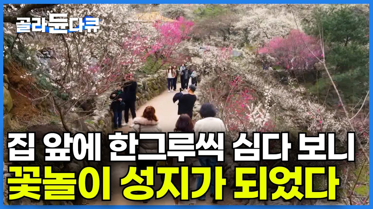 매년 100만 명씩 꽃 보러 우리 집 앞에 온다ㅣ한 사람이 했다고는 믿기지 않는 엄청난 규모의 꽃나무 밭ㅣ인생을 바쳐 만든 매화 나무 정원ㅣ매화ㅣ한국기행│#골라듄다큐