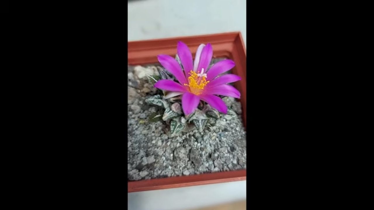 ariocarpus kotschoubeyanus (pezuña de venado)