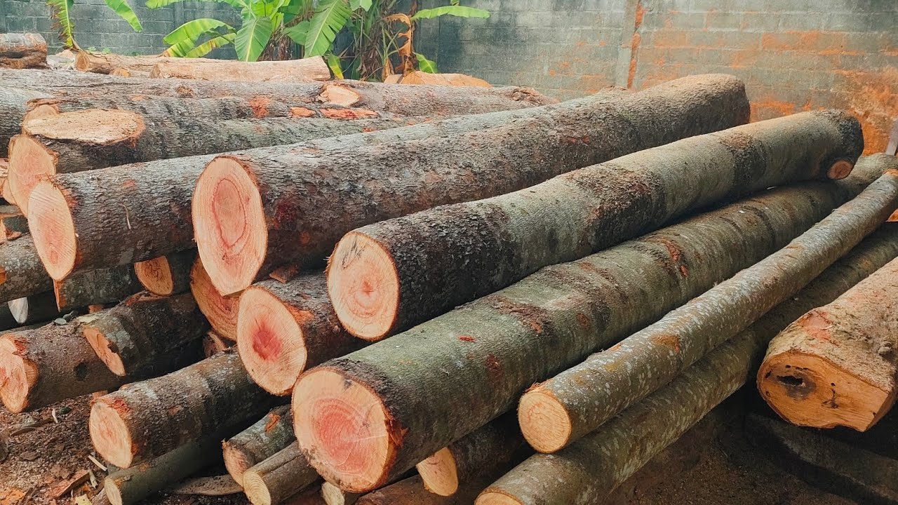 TERPESONA! Menggergaji Kayu Wadang Spesial pakai gergaji band Saw-36 olahan balok