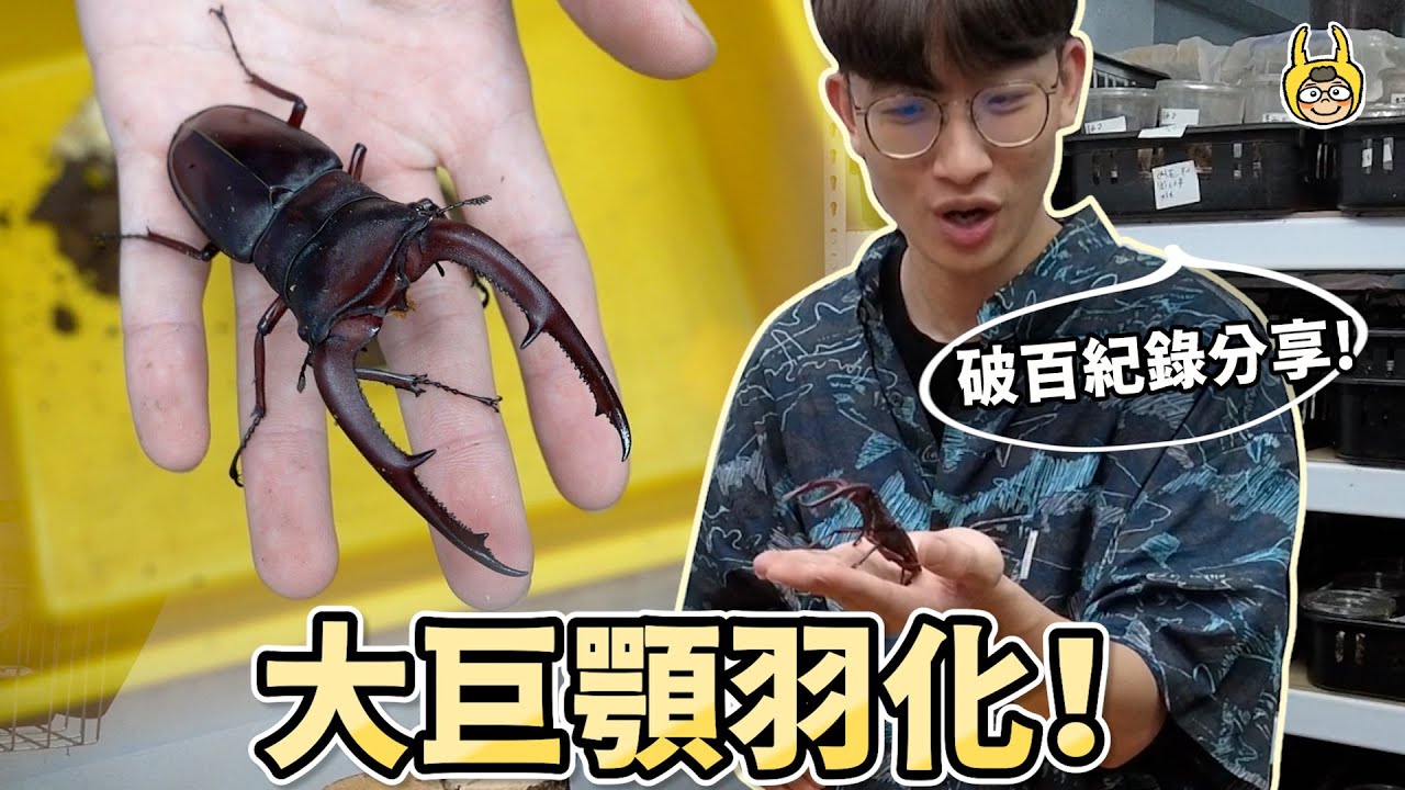 開挖！巨顎叉角鍬形蟲羽化，昆蟲飼育完整記錄！【飼育屋】