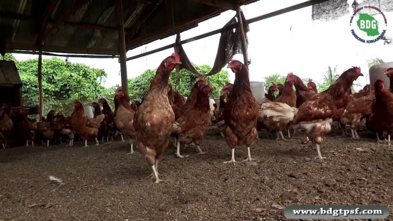 BDG Success Story 7 (poultry)