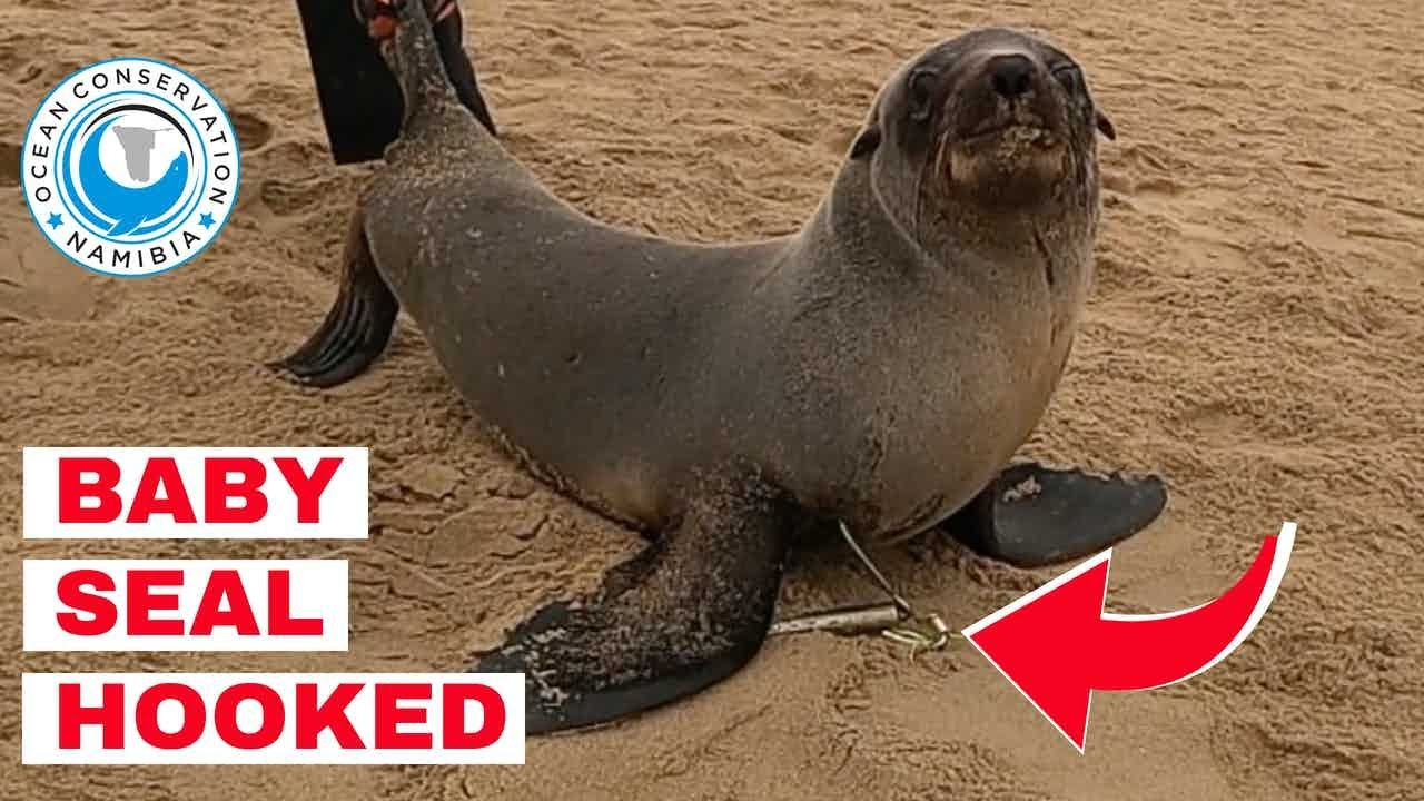 Baby Seal Rescued with Bolt Cutter