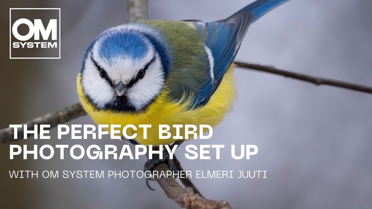 OM-1 Mark II i obiektyw 100-400mm II &ndash; idealny zestaw do fotografii ptak&oacute;w?