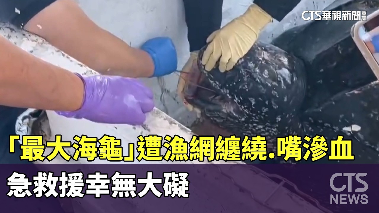 「最大海龜」遭漁網纏繞.嘴滲血　急救援幸無大礙｜華視新聞 20260315 @華視新聞 CH52