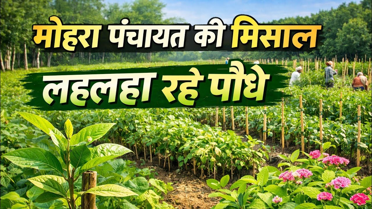 मोहरा पंचायत का प्रयास सफल, अब लहलहा रही हरियाली