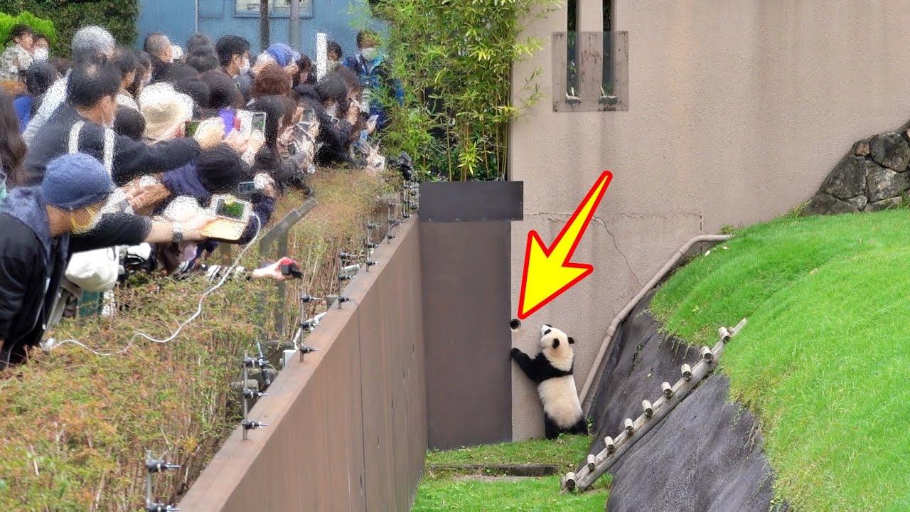 Baby panda fuhin　What can you see from the hole?