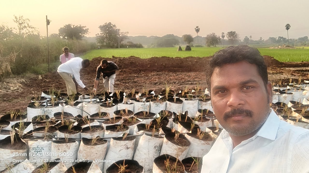 Vattiveru Cultivation in Telangana తెలంగాణలో వట్టివేరు సాగు @telugupantalabadi