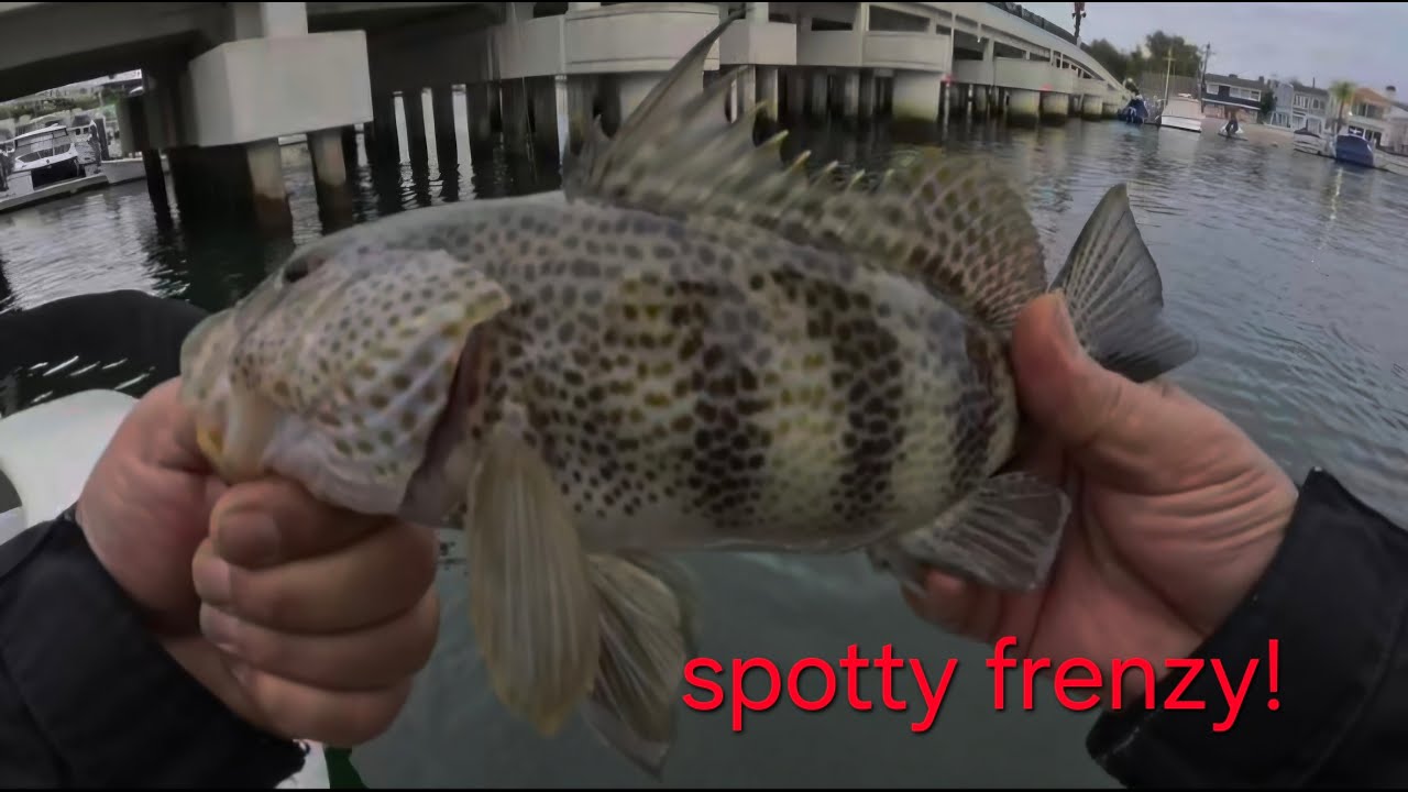 Fishing Balboa: Spotted bay bass frenzy! 12/30/25