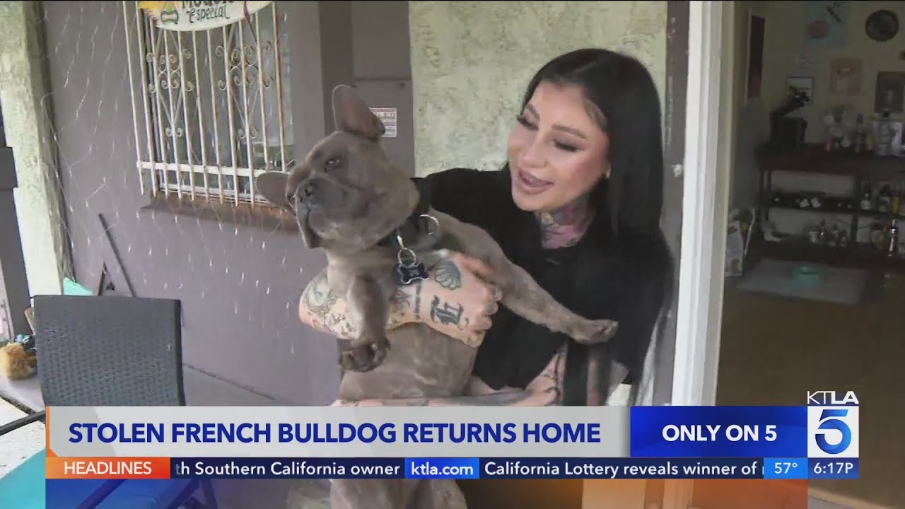Stolen French Bulldog reunited with owner