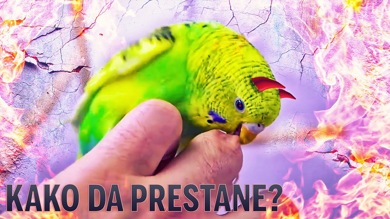 Kako naučiti Papagaja da ne grize