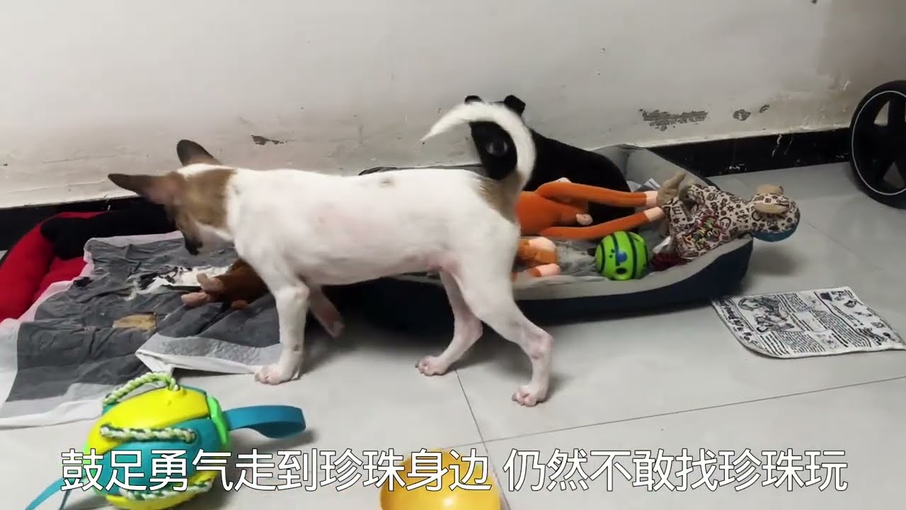 收养的第3只流浪狗和残疾小狗玩恼了，谁都不理谁，后来安稳睡了 #毛孩子的日常 #宠物vlog