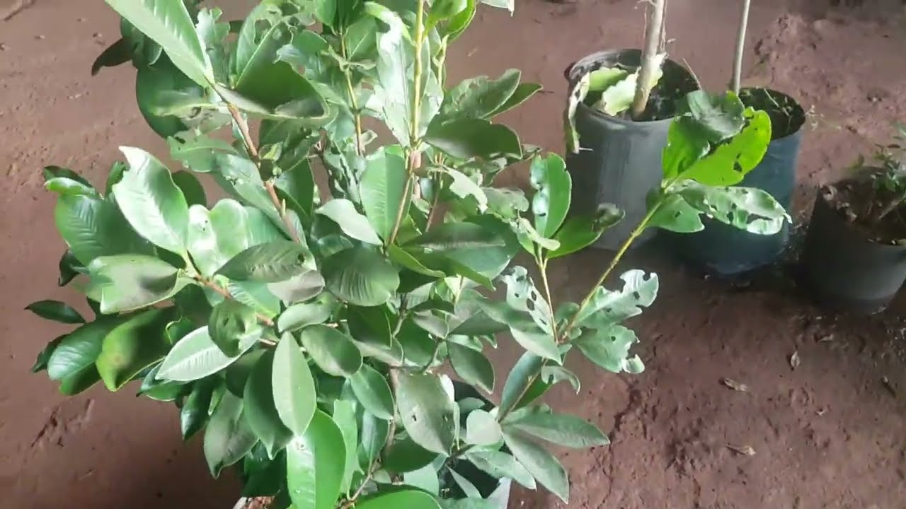 Mudas Frutiferas Raras e Exoticas Enxertadas produzindo no nosso Pomar