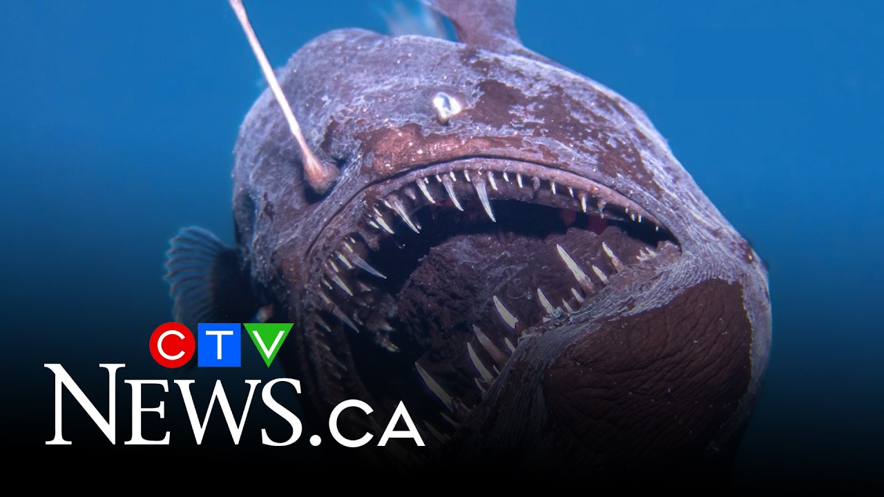 Rare deep-sea fish known as the black seadevil captured on camera