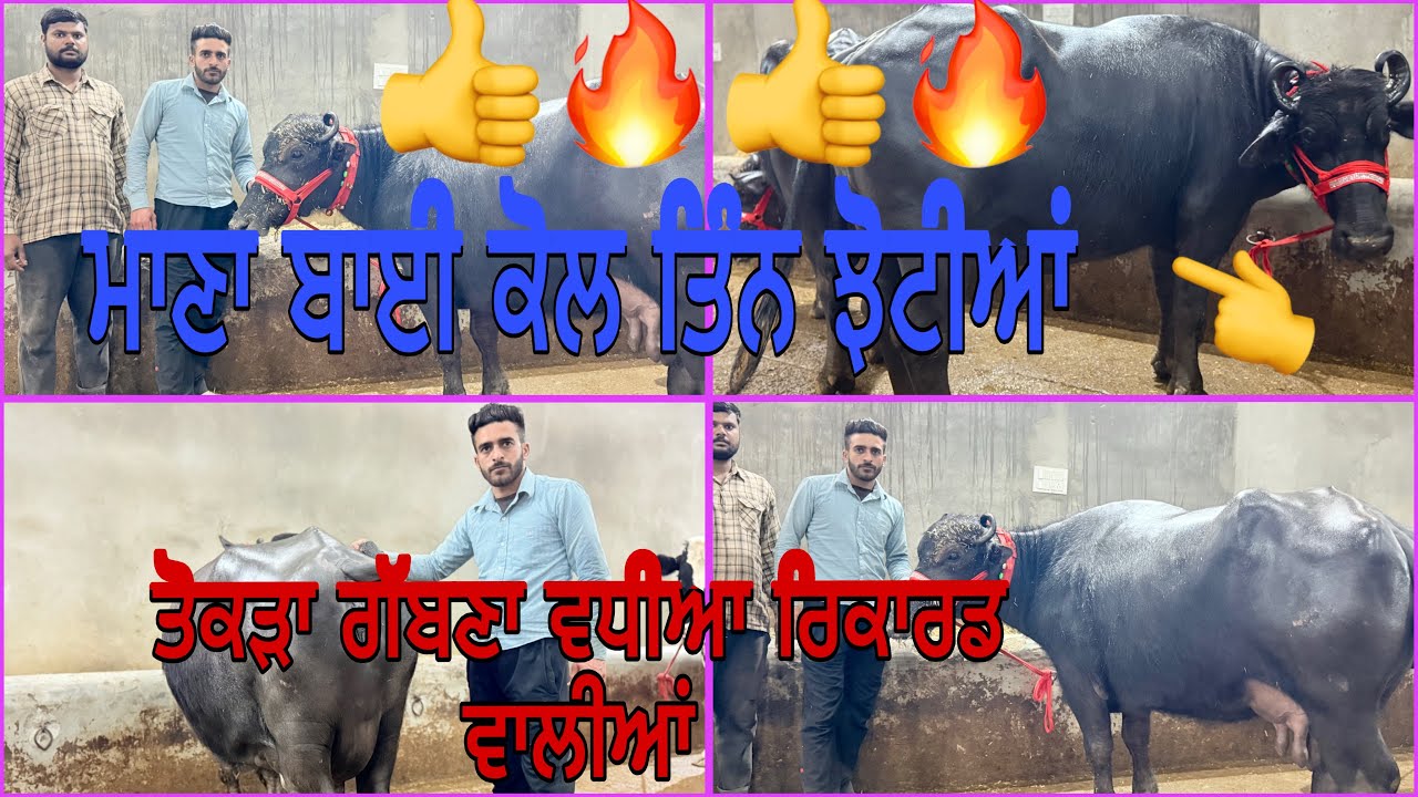7 ਫਰਵਰੀ 2026 ਫ਼ੋਨ 8427407053👈 ਮਾਣਾ ਡੇਰੀ ਫਾਰਮ ਪਿੰਡ ਭੋਮਾ ਅੰਮ੍ਰਿਤਸਰ ਤੋਕੜ ਗੱਬਣ ਝੋਟੀਆਂ ਵਧੀਆ ਰਿਕਾਰਡ 🔥🔥😍😍