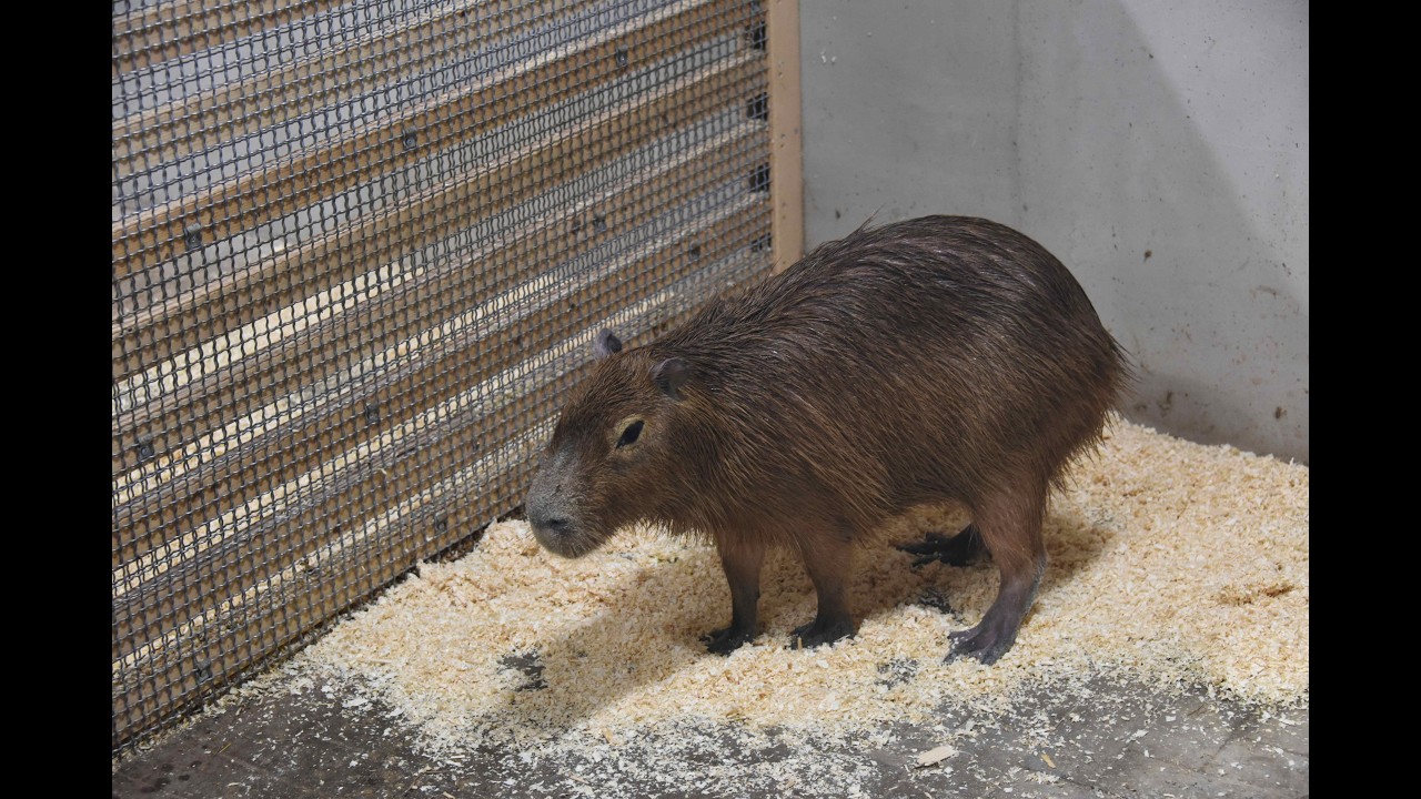 SO RELAXING! Capybara Bonnie Enjoys Scratch & Cuddle Time 🦦💖 (Angel Valley Live Replay)
