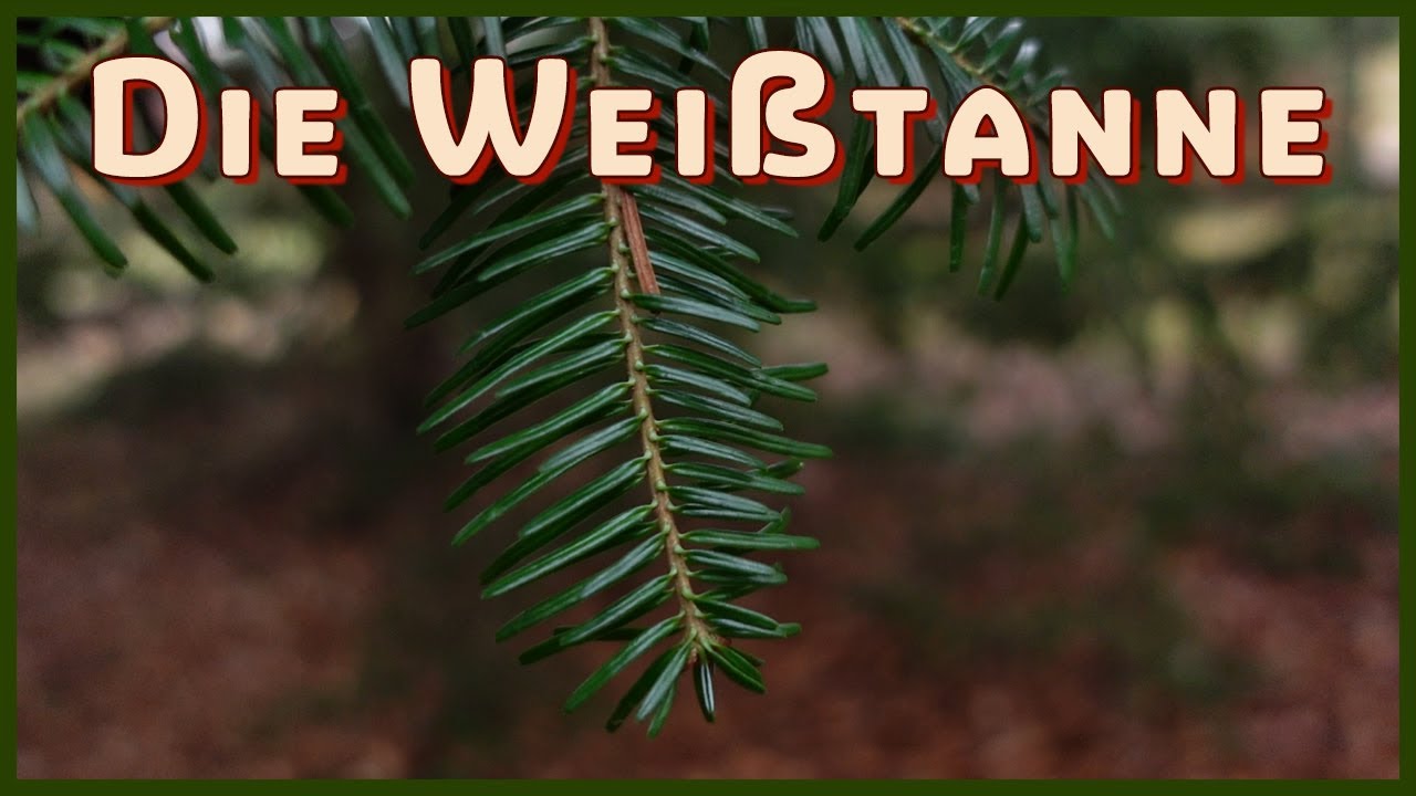 Wissenswertes in 5 min über die Weißtanne (Abies alba)