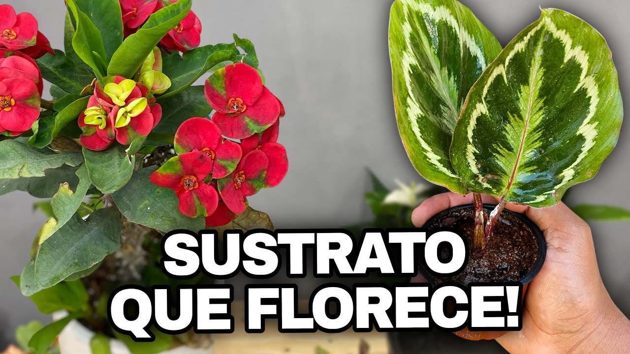 El SUSTRATO que hace FLORECER La Corona de Cristo + Rescate de Calathea Medallion