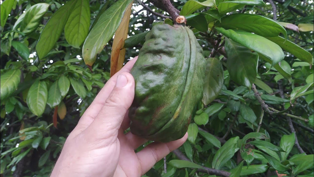 Cola nitida - picking, breaking and chewing a fresh Kola nut